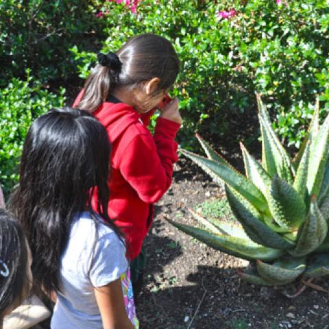 Student photographs aloe