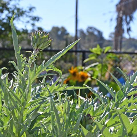 Harding School garden