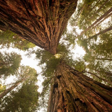 sequoia trees