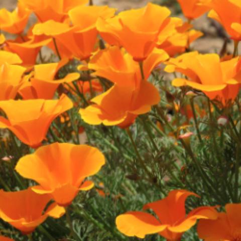 poppies