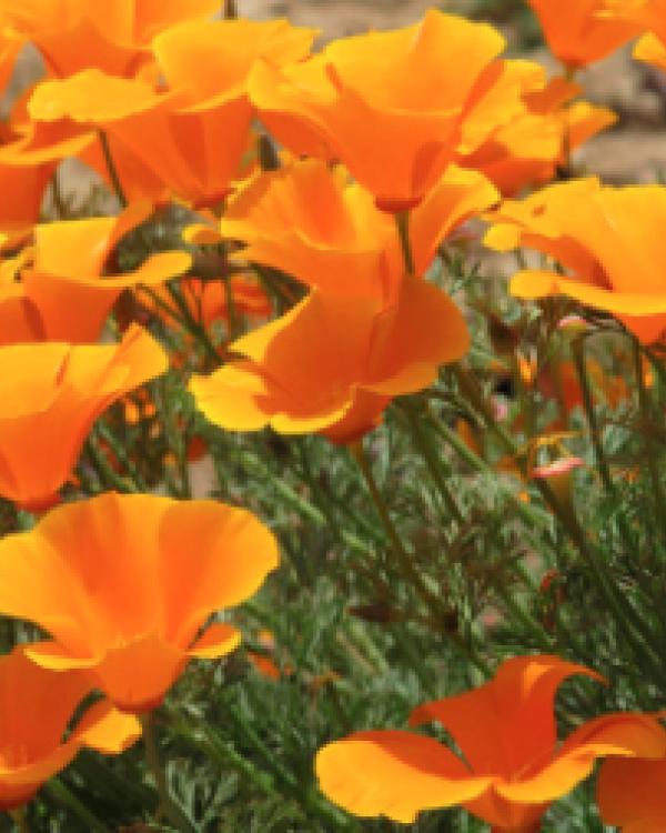 poppies 